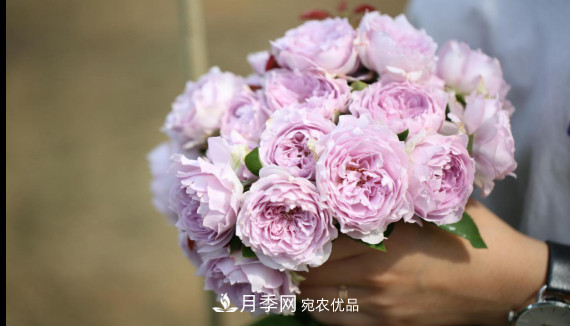 「直播預(yù)告」聽天狼細(xì)說月季的現(xiàn)在與未來(圖11)