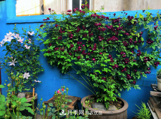 「直播預(yù)告」聽天狼細(xì)說月季的現(xiàn)在與未來(圖10)
