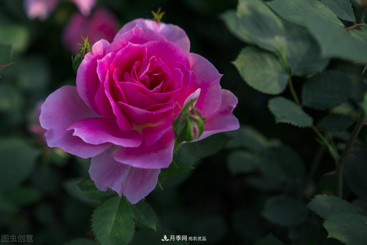 南北“公認(rèn)”好養(yǎng)的月季，12個品種，喜歡就種起來(圖1)