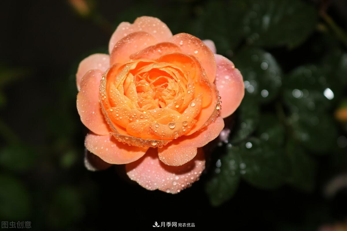 南北“公認(rèn)”好養(yǎng)的月季，12個品種，喜歡就種起來(圖2)