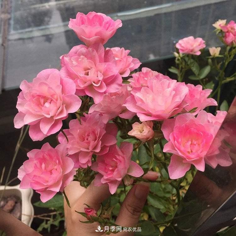 南北“公認(rèn)”好養(yǎng)的月季，12個品種，喜歡就種起來(圖12)
