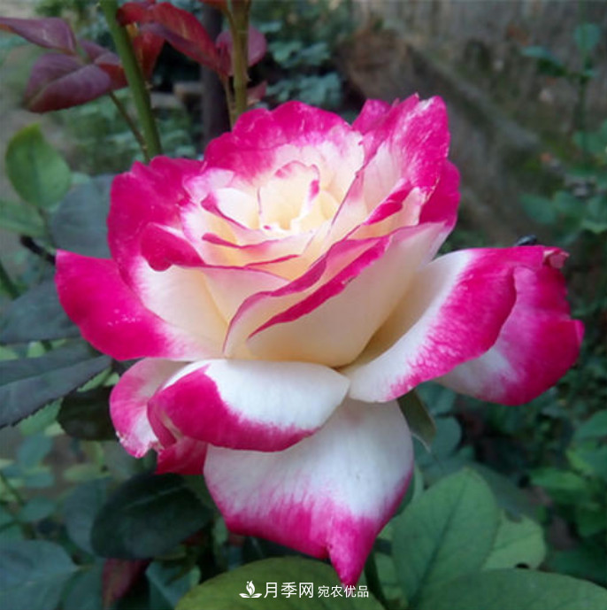 南北“公認(rèn)”好養(yǎng)的月季，12個品種，喜歡就種起來(圖13)