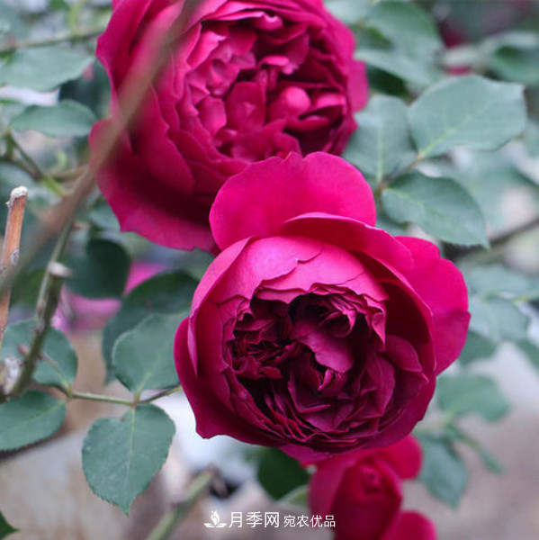 南北“公認(rèn)”好養(yǎng)的月季，12個品種，喜歡就種起來(圖10)