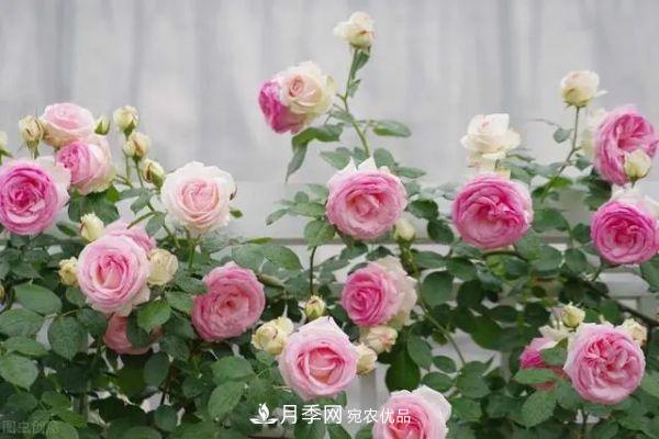 南方地區(qū)為什么養(yǎng)不好藤本月季？3個(gè)原因，各個(gè)都很“致命”(圖1)