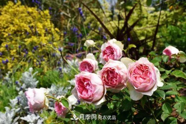 南方地區(qū)為什么養(yǎng)不好藤本月季？3個(gè)原因，各個(gè)都很“致命”(圖4)