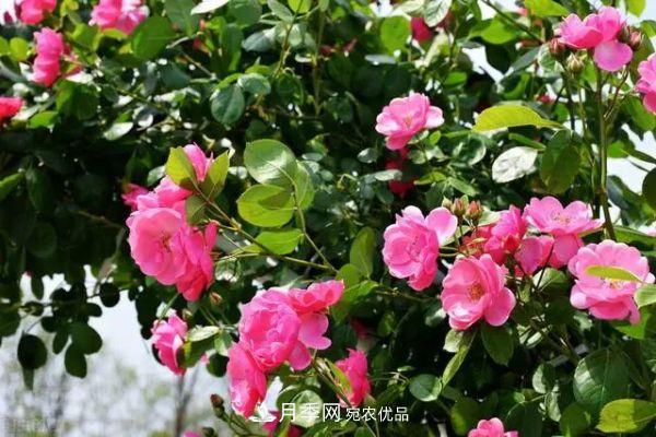 南方地區(qū)為什么養(yǎng)不好藤本月季？3個(gè)原因，各個(gè)都很“致命”(圖5)