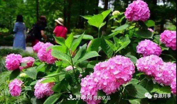 月季天冷后怎么養(yǎng)？月季花能開爆盆嗎？具體怎么養(yǎng)護(hù)呢？(圖2)