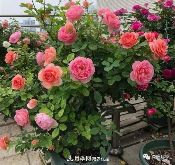 月季天冷后怎么養(yǎng)？月季花能開爆盆嗎？具體怎么養(yǎng)護(hù)呢？(圖1)