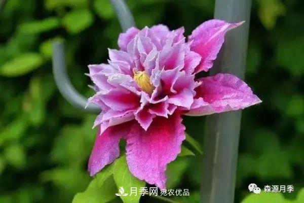 月季天冷后怎么養(yǎng)？月季花能開爆盆嗎？具體怎么養(yǎng)護(hù)呢？(圖3)