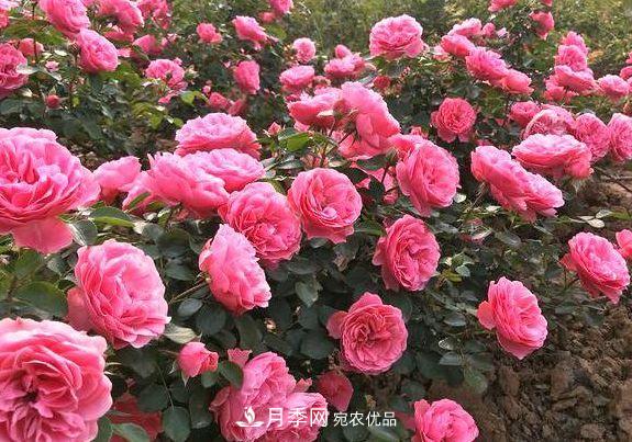 3種花，分別是花中之王、花中之相、花中皇后，哪種才***美的花(圖3)