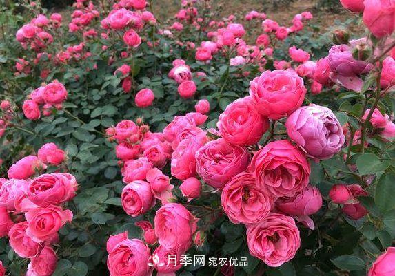 3種花，分別是花中之王、花中之相、花中皇后，哪種才***美的花(圖4)