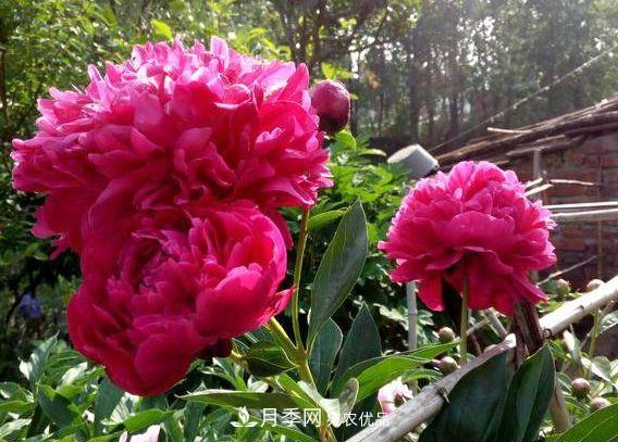 3種花，分別是花中之王、花中之相、花中皇后，哪種才***美的花(圖2)
