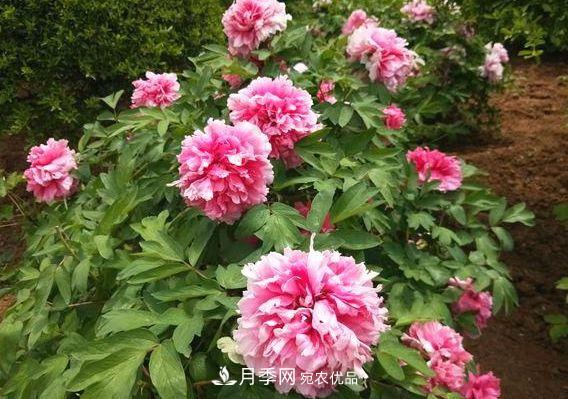 3種花，分別是花中之王、花中之相、花中皇后，哪種才***美的花(圖1)