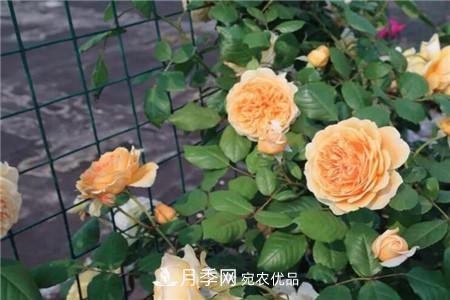 夏天亂澆水，月季多肉…澆一盆死一盆！(圖1)