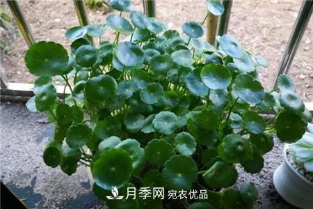 夏天亂澆水，月季多肉…澆一盆死一盆！(圖4)
