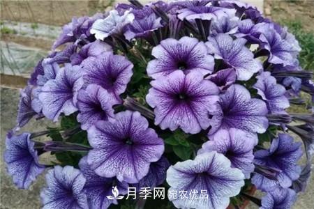夏天亂澆水，月季多肉…澆一盆死一盆！(圖7)