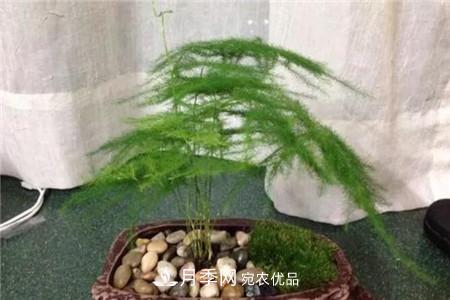 夏天亂澆水，月季多肉…澆一盆死一盆！(圖8)