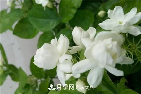 夏天亂澆水，月季多肉…澆一盆死一盆！(圖6)