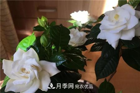 夏天亂澆水，月季多肉…澆一盆死一盆！(圖2)