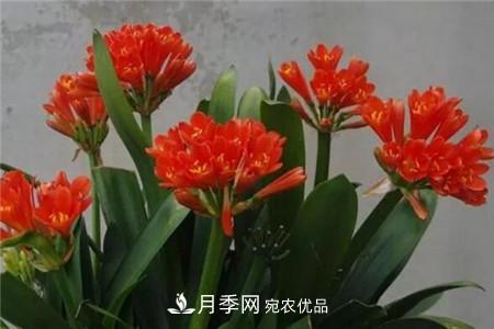 夏天亂澆水，月季多肉…澆一盆死一盆！(圖5)