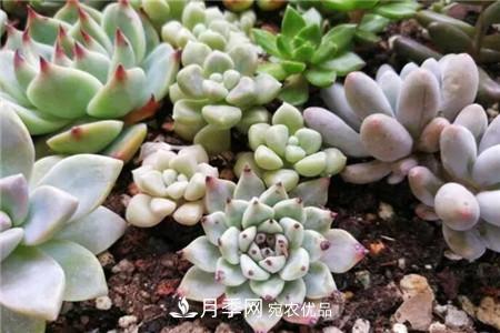 夏天亂澆水，月季多肉…澆一盆死一盆！(圖3)