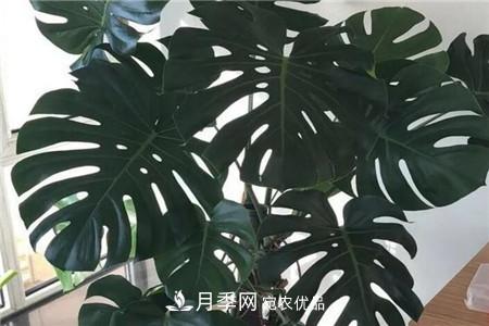 夏天亂澆水，月季多肉…澆一盆死一盆！(圖12)