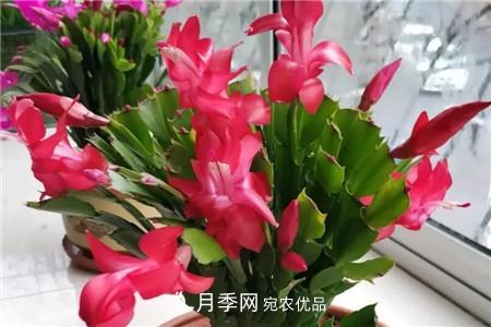 夏天亂澆水，月季多肉…澆一盆死一盆！(圖11)