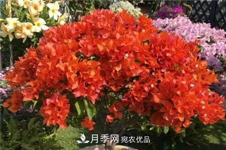 夏天亂澆水，月季多肉…澆一盆死一盆！(圖10)