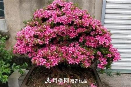 夏天亂澆水，月季多肉…澆一盆死一盆！(圖9)