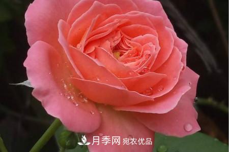 月季花冬天怎么過冬，冬天怎么剪枝(圖2)