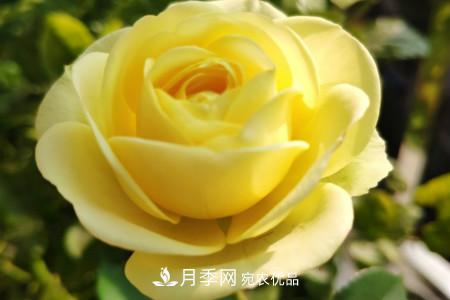 奶油龍沙月季是藤本還是灌木，怎么養(yǎng)？(圖3)