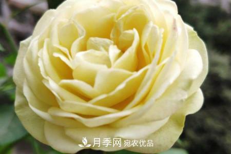奶油龍沙月季是藤本還是灌木，怎么養(yǎng)？(圖2)