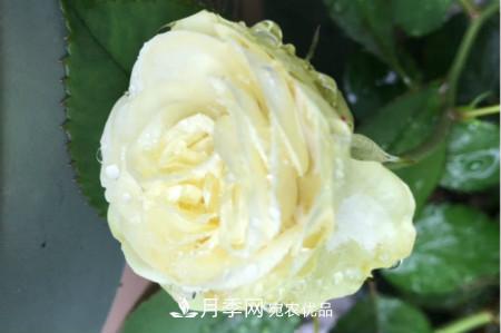 奶油龍沙月季是藤本還是灌木，怎么養(yǎng)？(圖1)