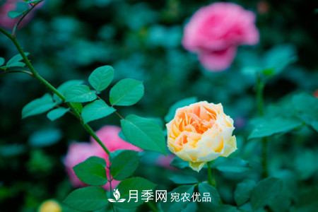 月季小苗怎么養(yǎng)，如何養(yǎng)壯？(圖1)