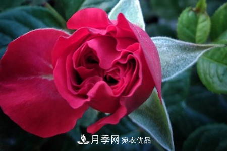 月季小苗怎么養(yǎng)，如何養(yǎng)壯？(圖3)