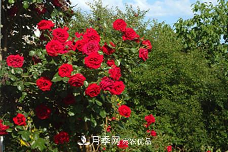 藤本月季怎么搭架子，怎么牽引？(圖1)