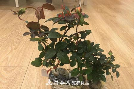 養(yǎng)護(hù)月季小苗要剪掉花苞嗎？(圖1)