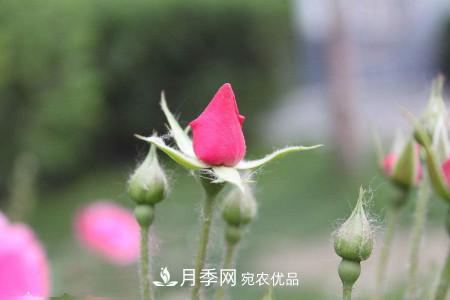 養(yǎng)護(hù)月季小苗要剪掉花苞嗎？(圖2)