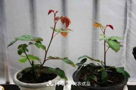 養(yǎng)護(hù)月季小苗要剪掉花苞嗎？(圖3)