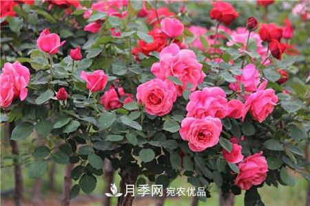 月季樹(shù)移栽注意事項(xiàng)？(圖1)
