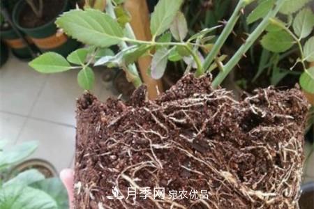月季樹(shù)移栽注意事項(xiàng)？(圖2)