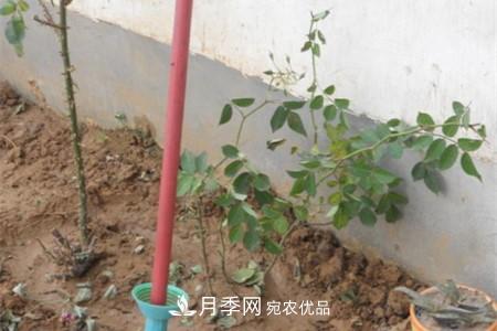 月季樹(shù)移栽注意事項(xiàng)？(圖3)