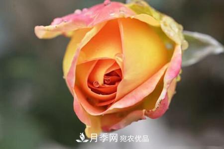 老樁月季/古樁月季移栽注意事項！(圖1)