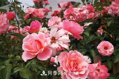 老樁月季/古樁月季移栽注意事項！(圖3)