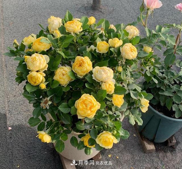 想要月季秋天爆花？9月養(yǎng)護很關(guān)鍵！做好這3點一盆開出幾十朵花(圖1)