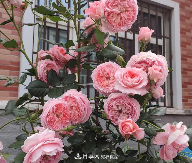 想要月季秋天爆花？9月養(yǎng)護很關(guān)鍵！做好這3點一盆開出幾十朵花(圖2)