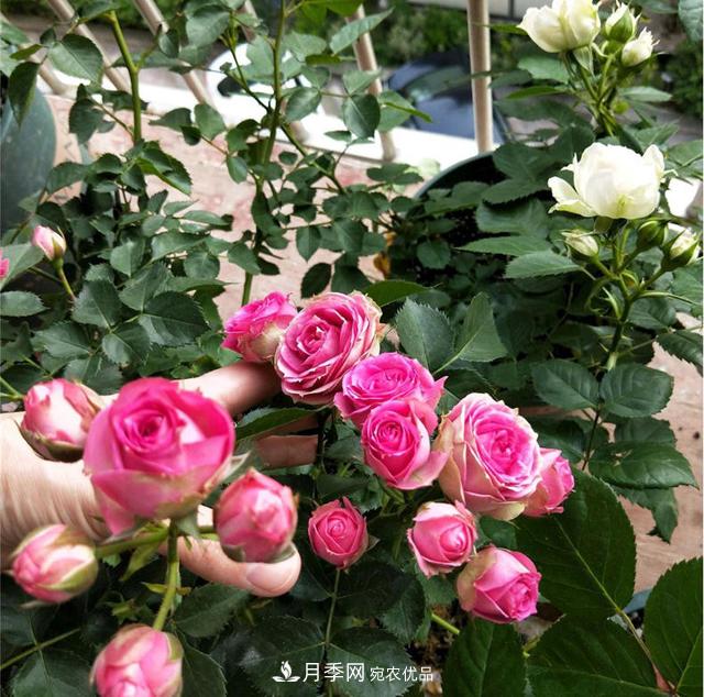 想要月季秋天爆花？9月養(yǎng)護很關(guān)鍵！做好這3點一盆開出幾十朵花(圖4)