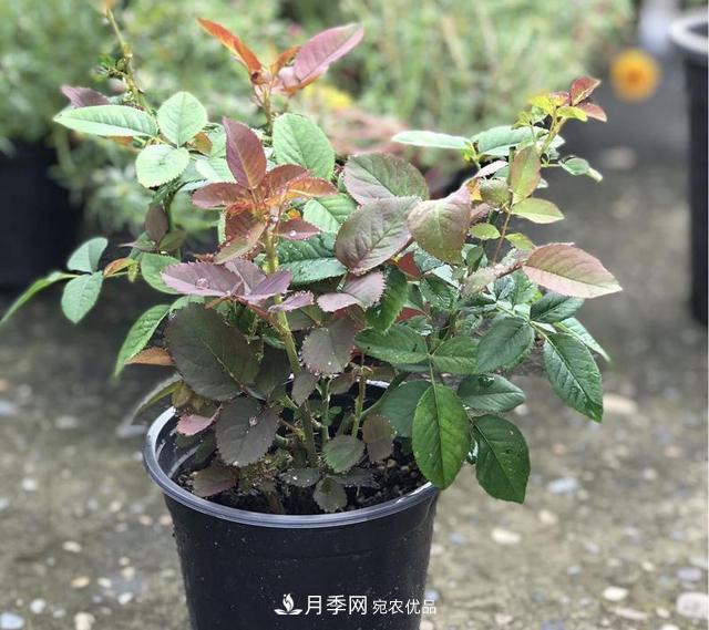 想要月季秋天爆花？9月養(yǎng)護很關(guān)鍵！做好這3點一盆開出幾十朵花(圖3)