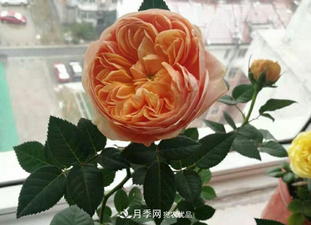 常給月季“施肥”，株型漂亮，花朵大，葉子大又濃綠(圖1)