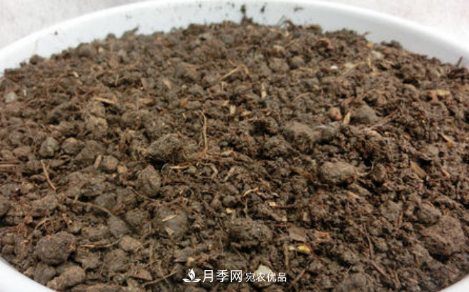 常給月季“施肥”，株型漂亮，花朵大，葉子大又濃綠(圖2)